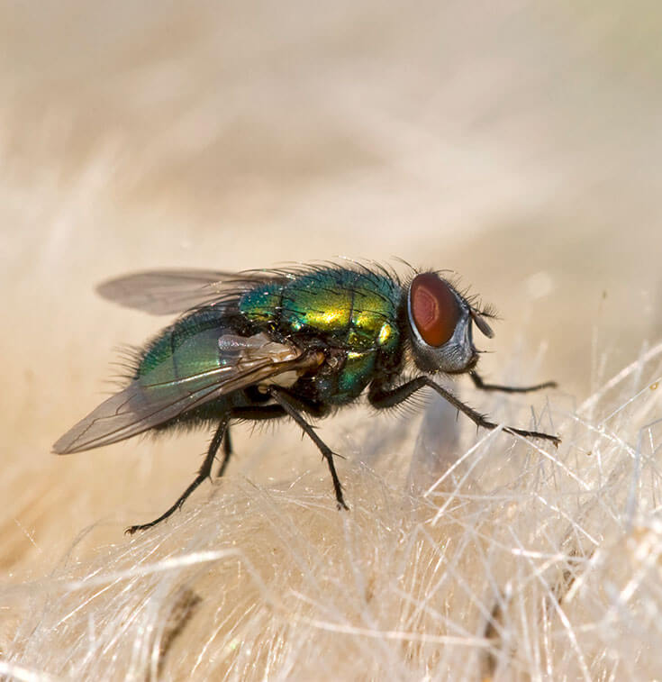 facts about flies