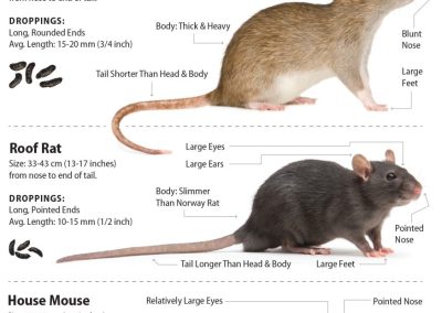 Rat mouse comparison