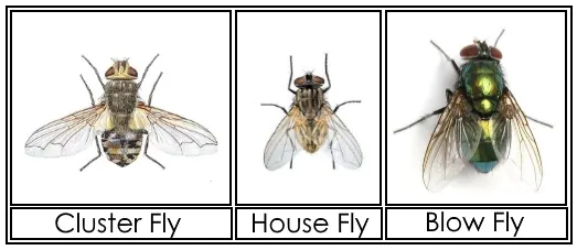 clusterfly vs housefly