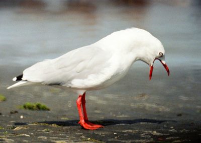 red billed gull