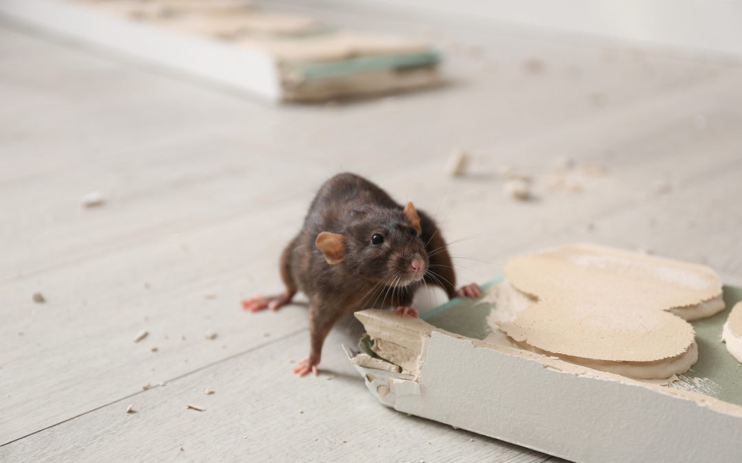 4 Signs You Have A Rat & Mice Infestation In Your Home