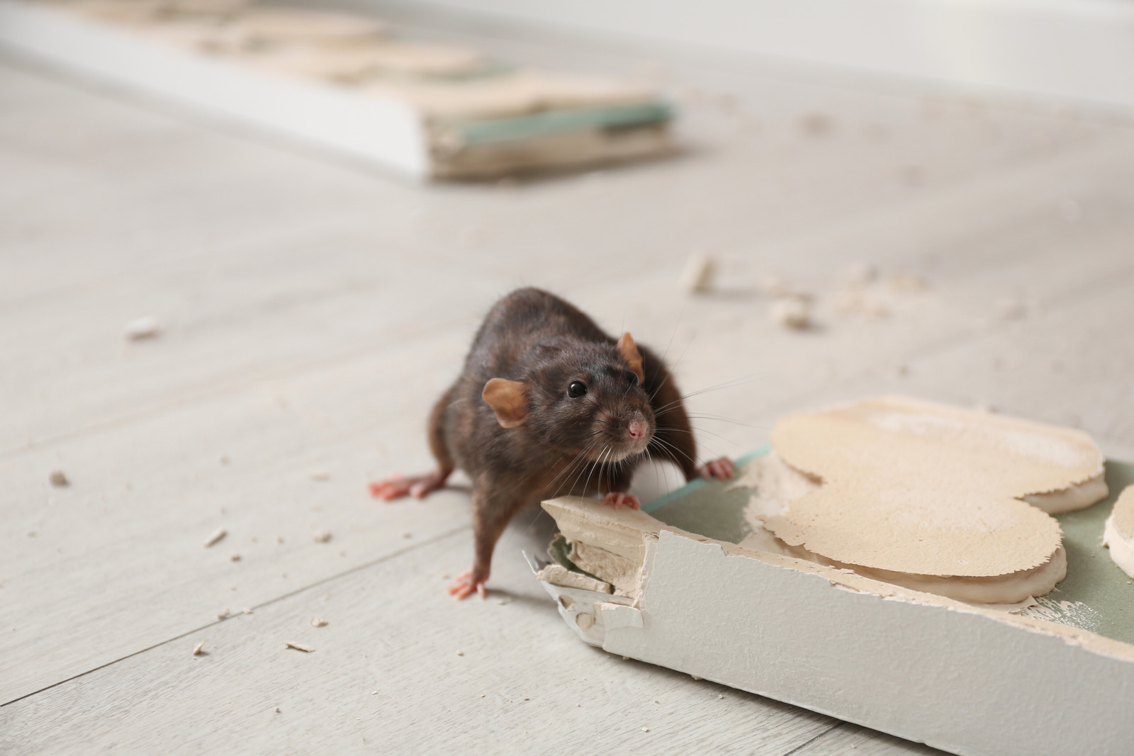 Mice Infestation