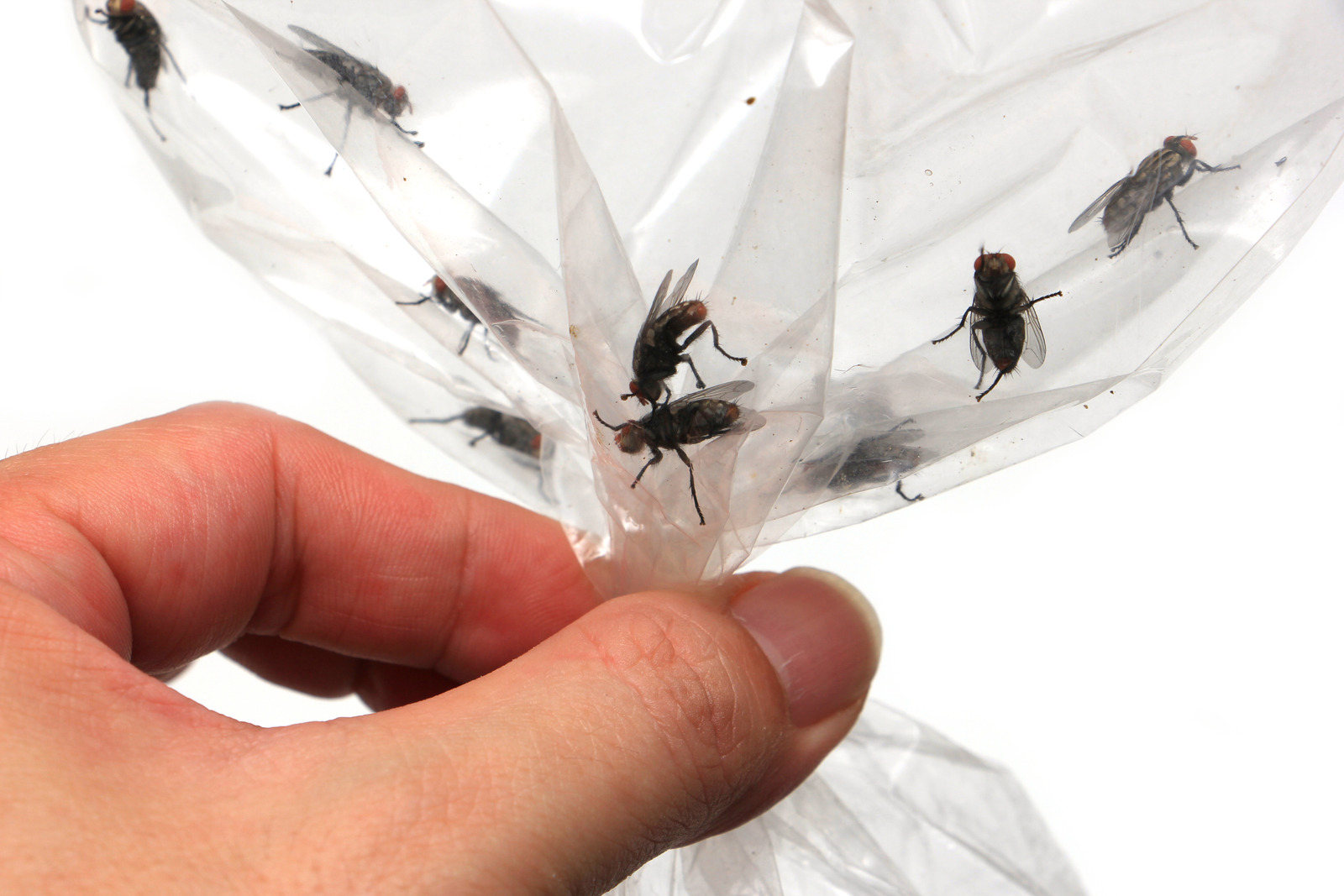 fly infestation