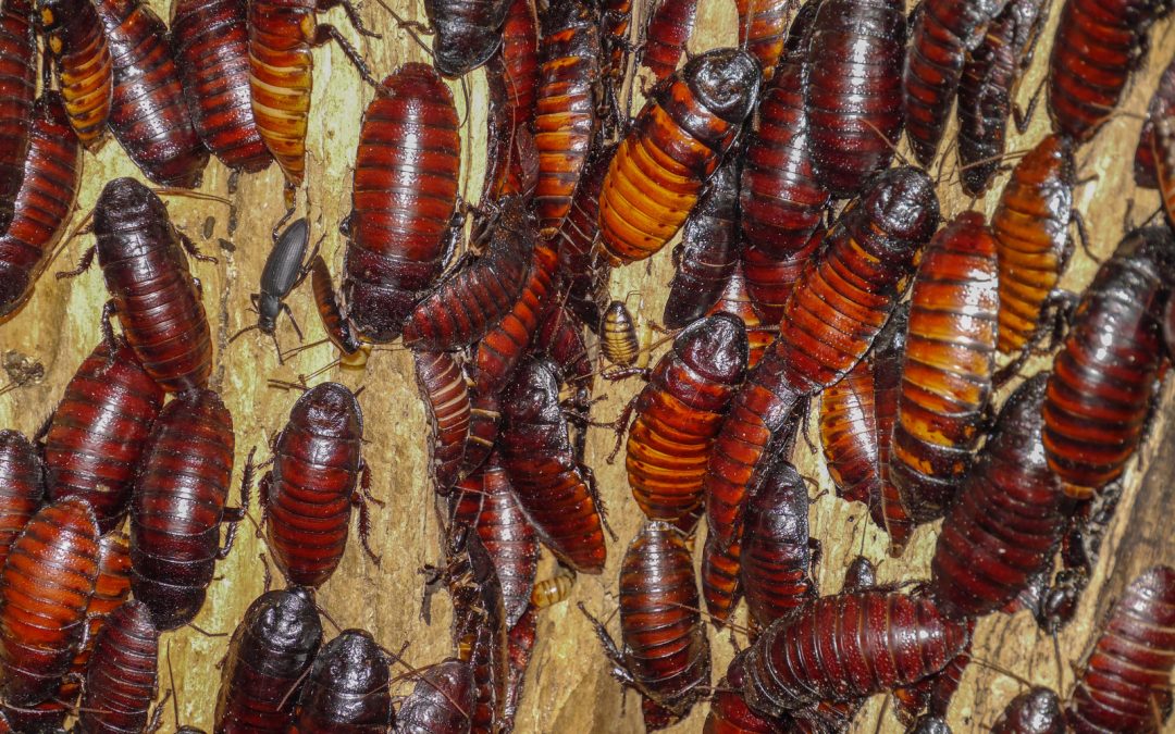 When are Cockroaches Most Active in New Zealand?