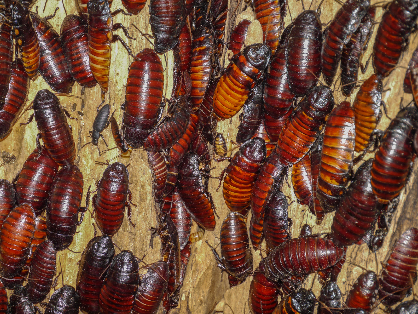 Cockroaches