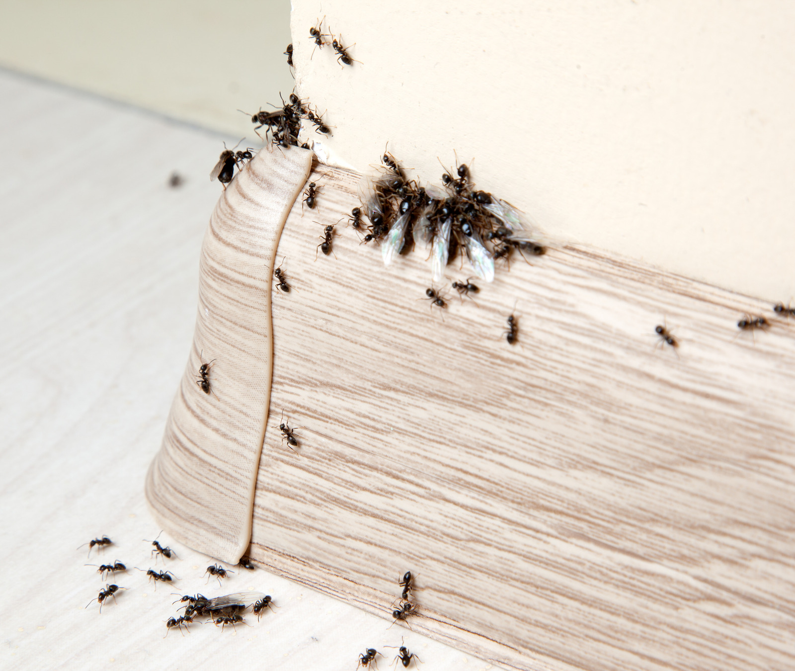 ant control management