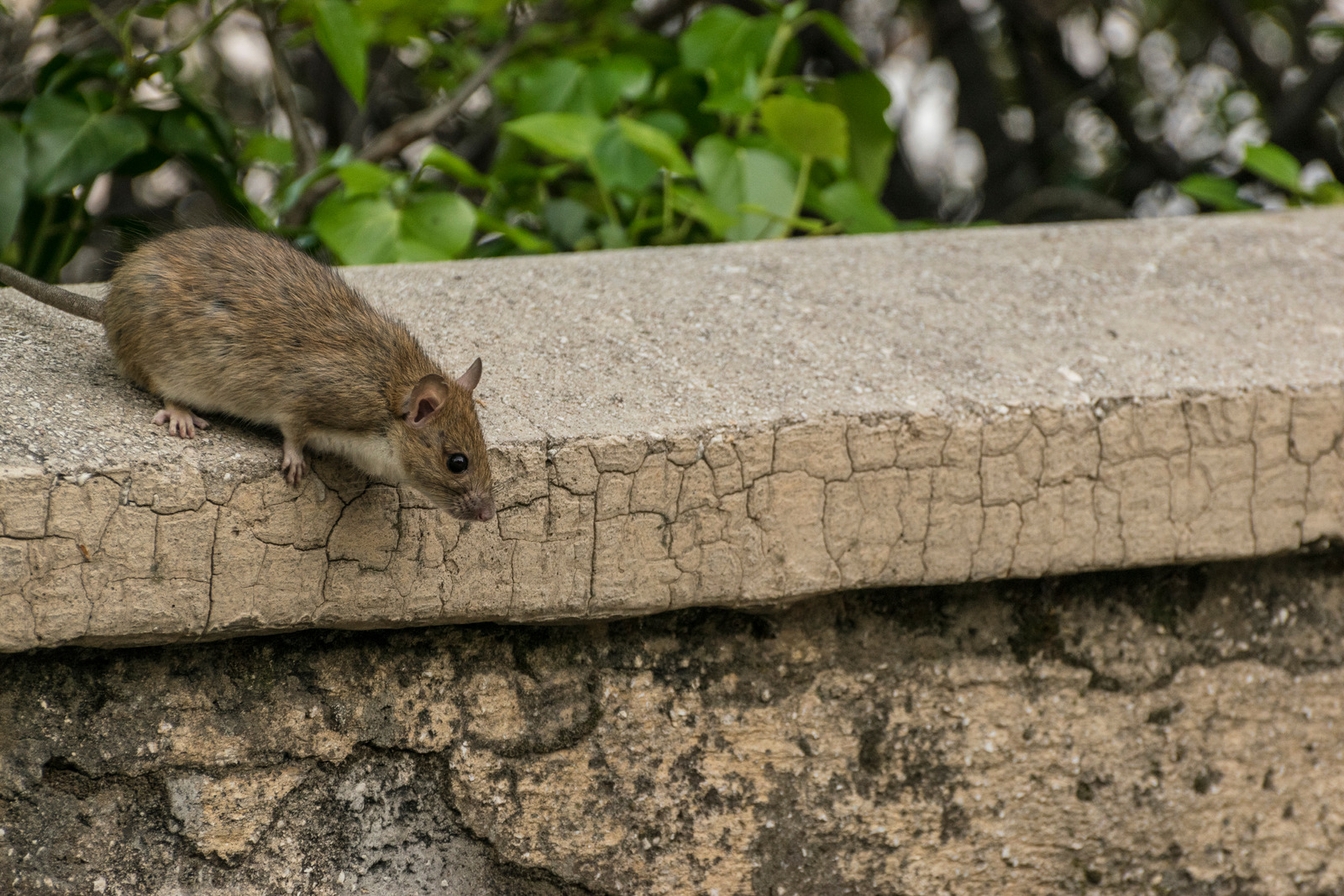 Rodent Removal