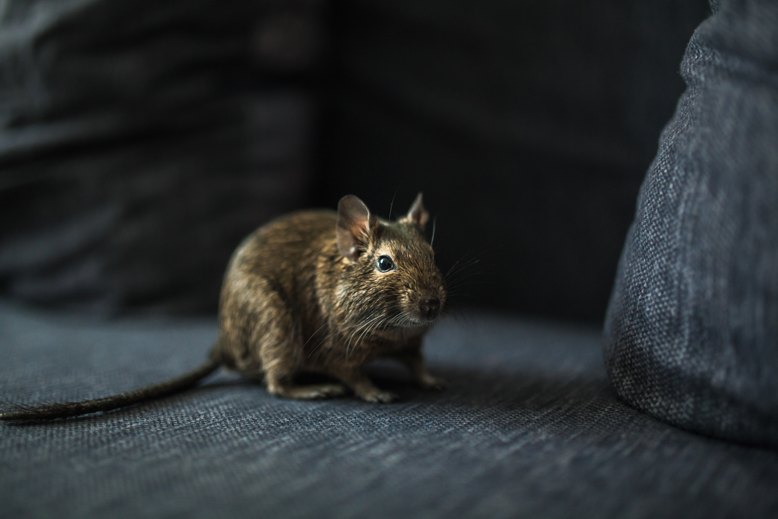 Rodents
