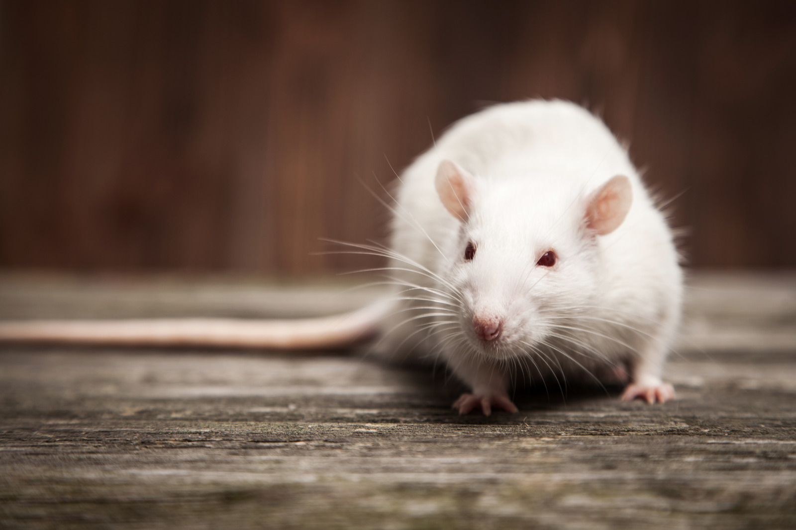 Mice Removal