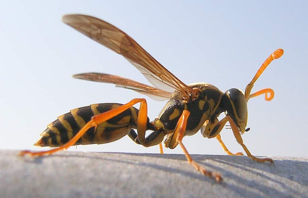 Wasp Nest Removal NZ | Safe & Licensed Wasps Control