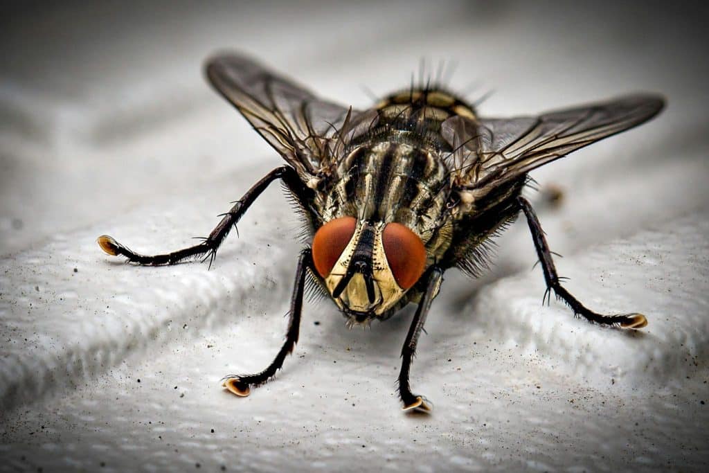 Fly Control NZ | Sanitation & Treatment Experts